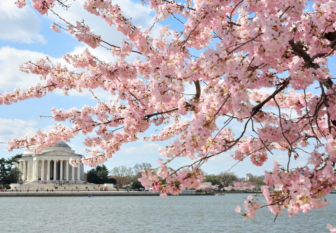 NPS anuncia fecha para máxima floración de cerezos en DC