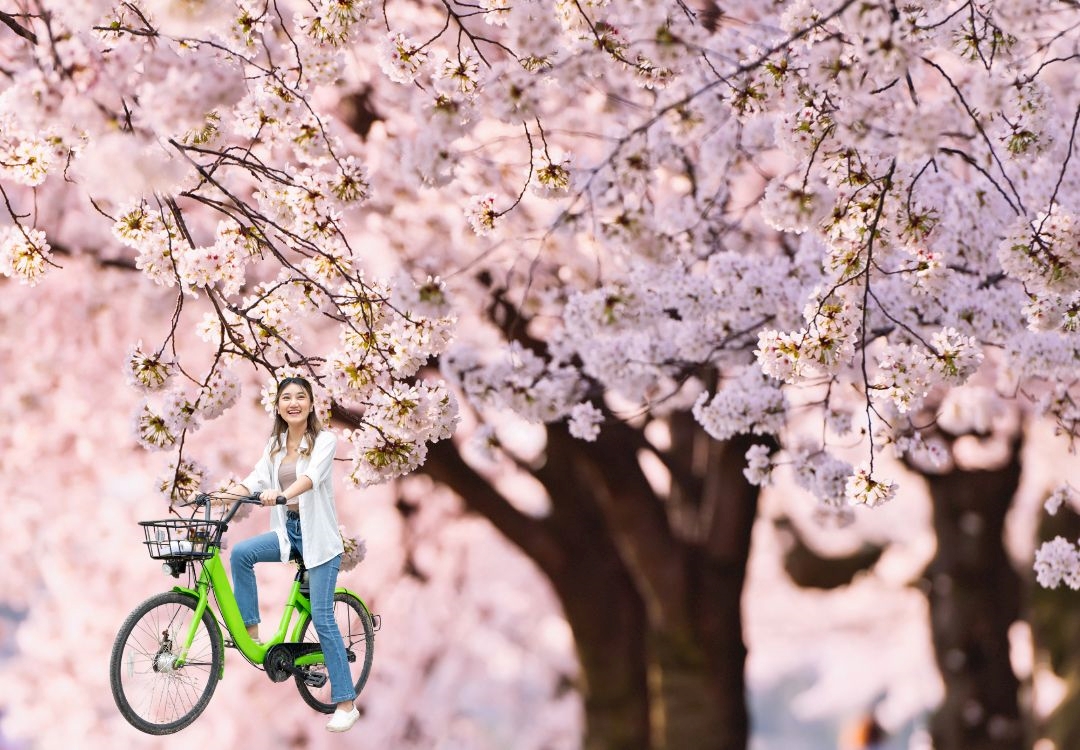 Recorridos en bicicleta aseguran la mejor experiencia entre cerezos