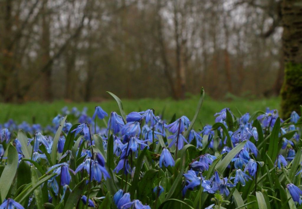 Curso de fotografía se inspira en flores endémicas de Virginia