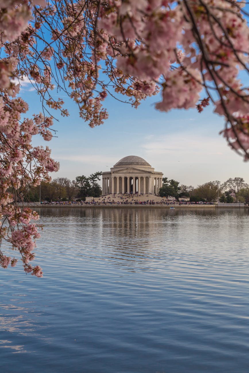 cherry blossoms frame washington monument reflection