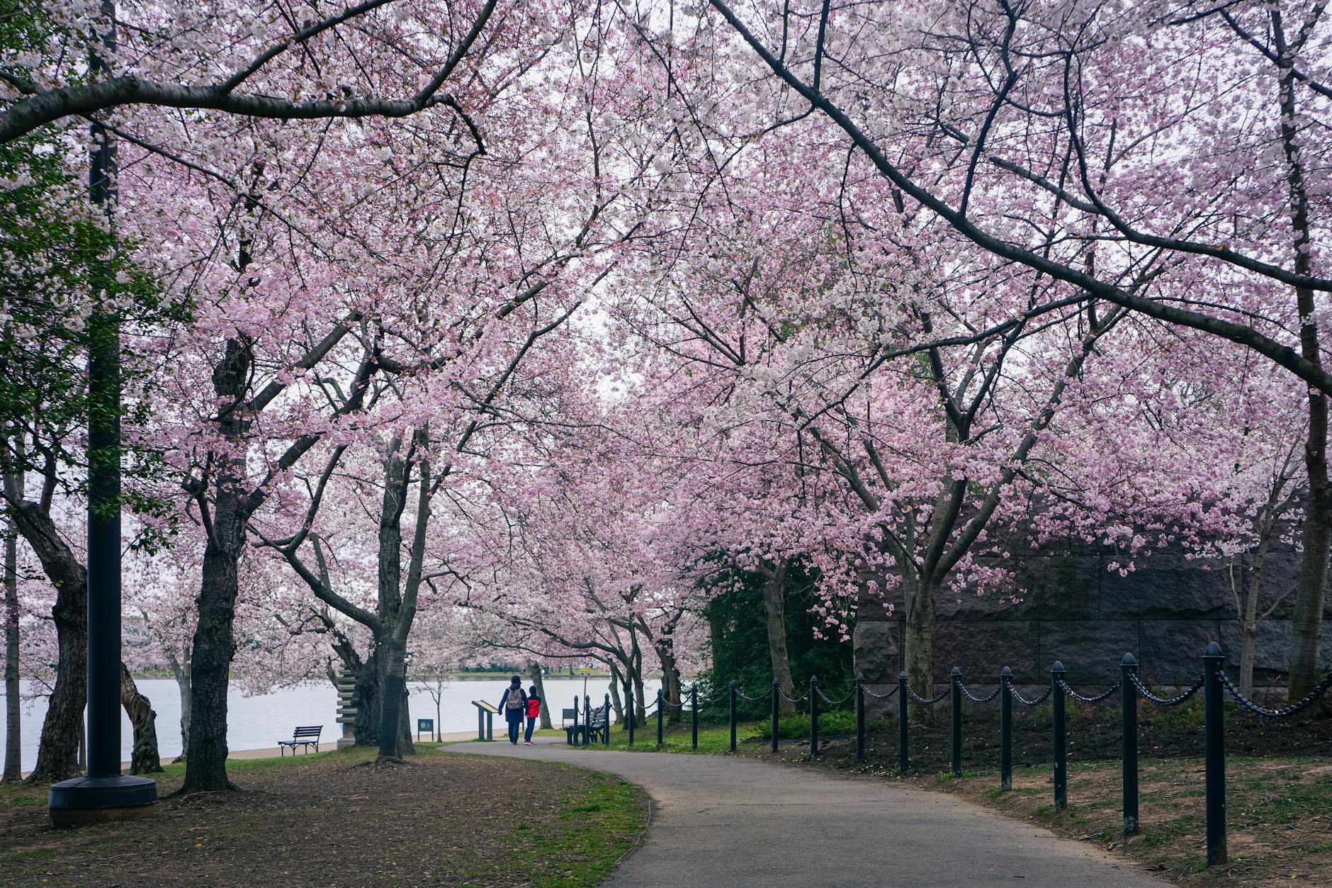 cherry blossom pathway in full bloom