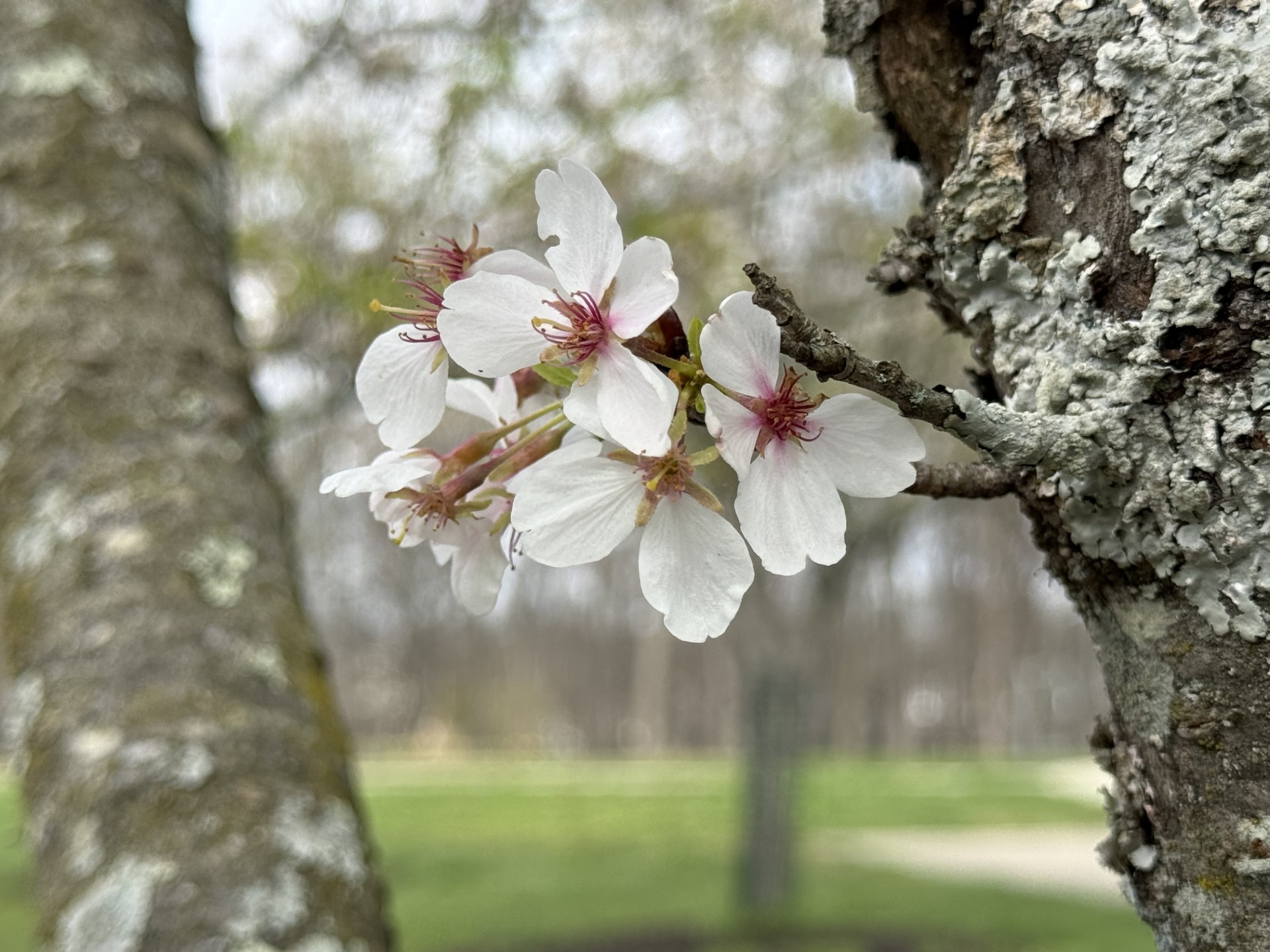 ¡Las flores de cerezos de DC también inspiran perfumes!