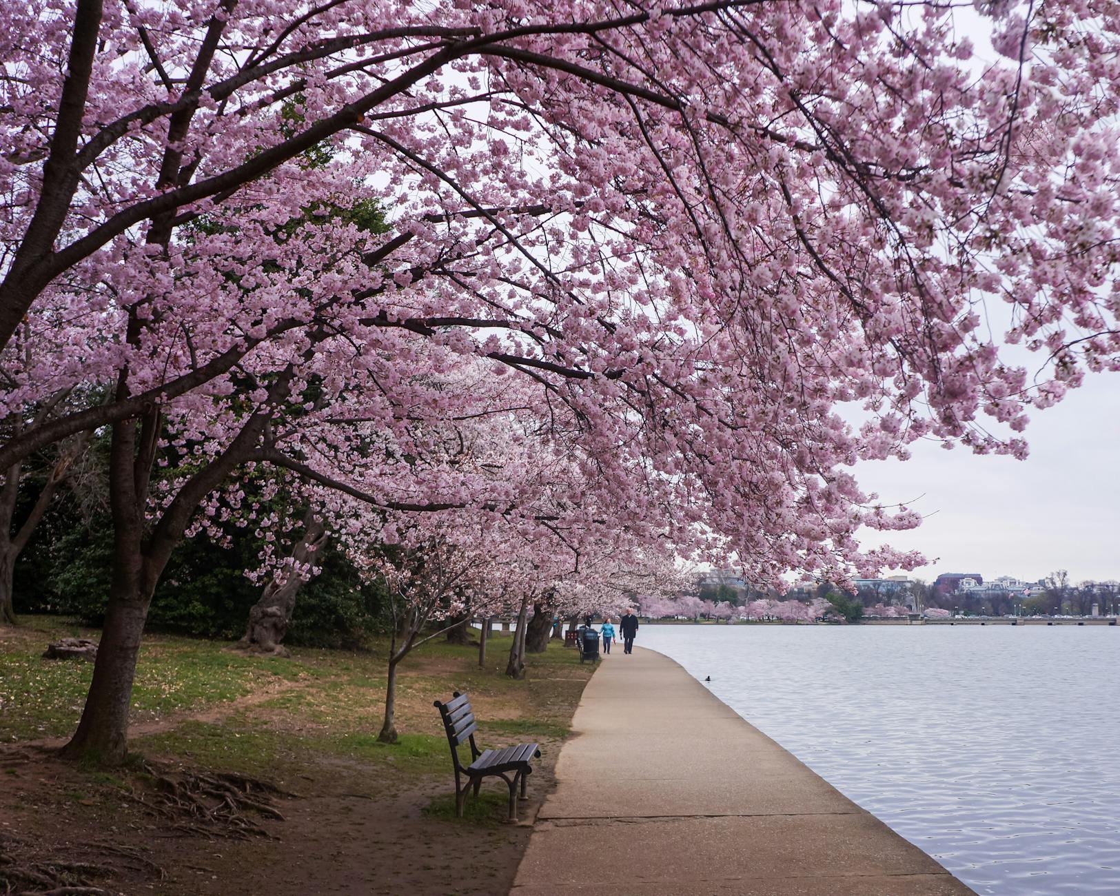 cherry blossoms along the tidal basin pathway