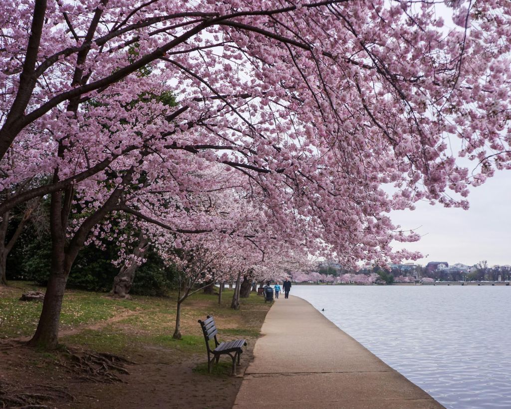cherry blossoms along the tidal basin pathway
