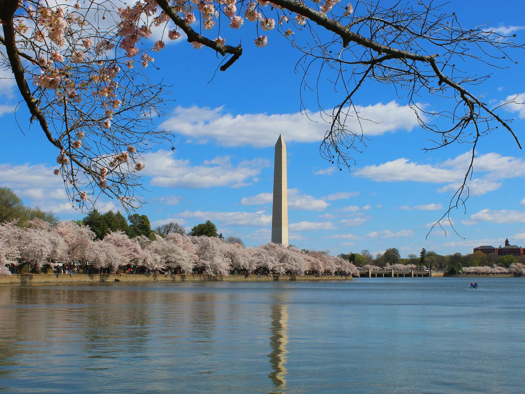 cherry blossoms at washington monument in spring