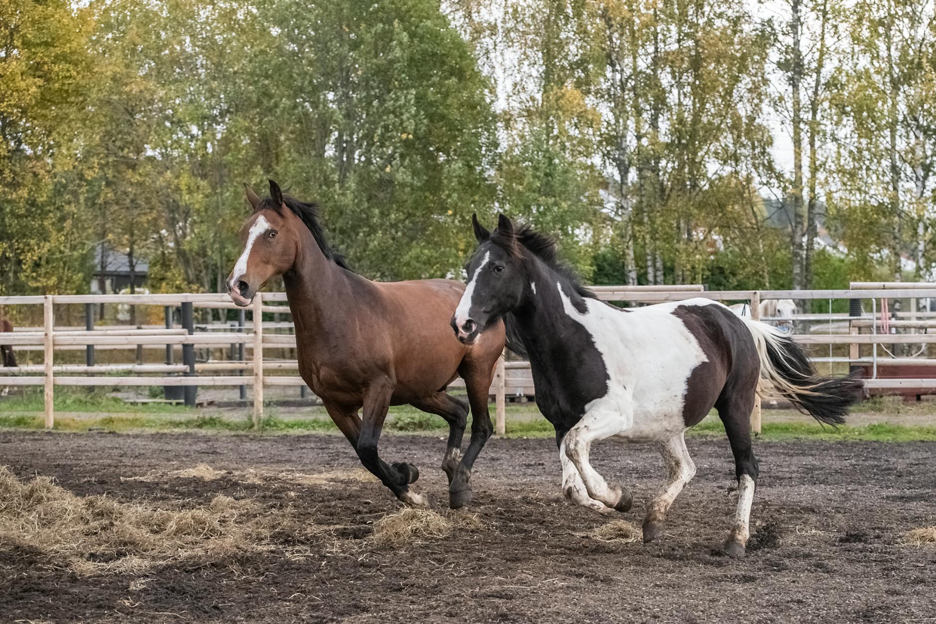 horses running on farm