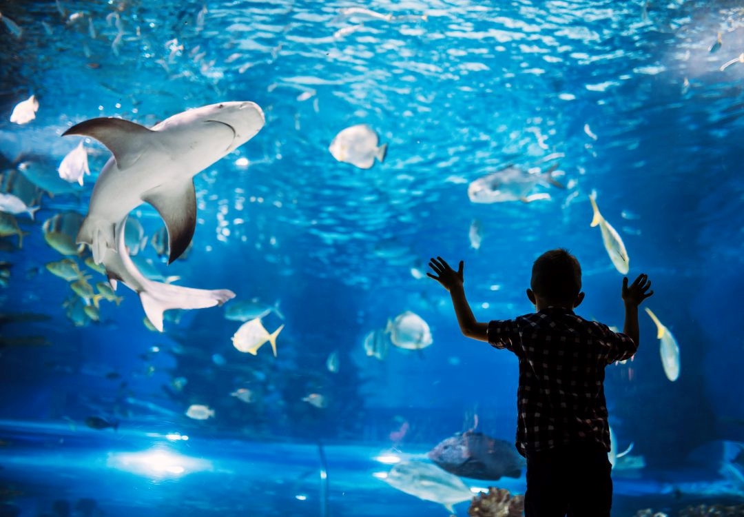 National Aquarium ofrece experiencia exclusiva, sin multitud