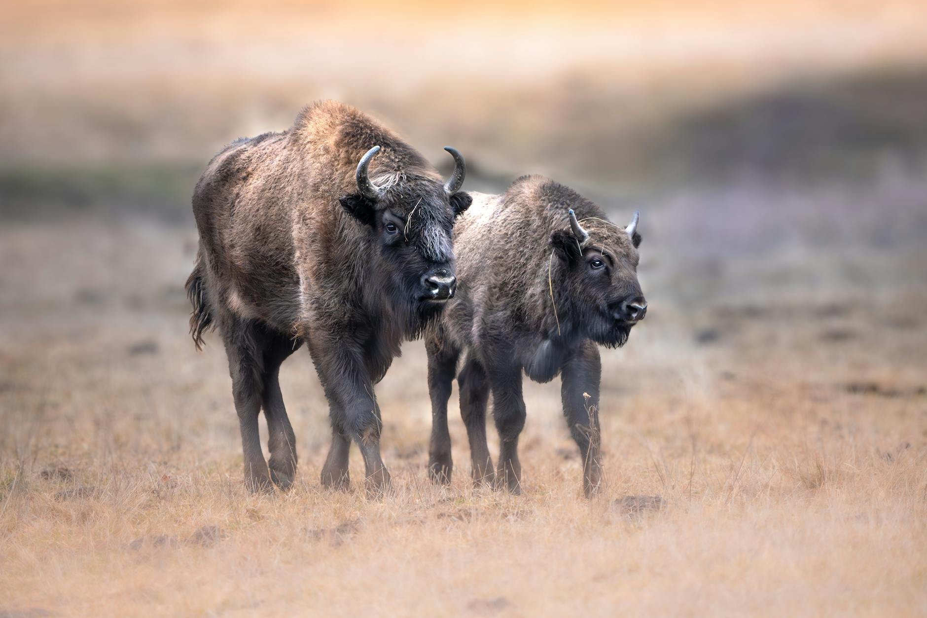 european bison grazing in targu neam