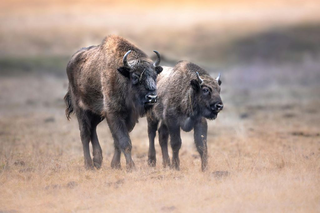 european bison grazing in targu neam