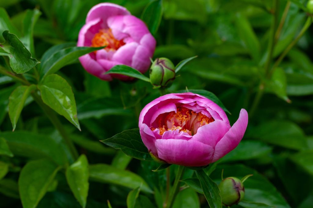 closed chinese peony flowers