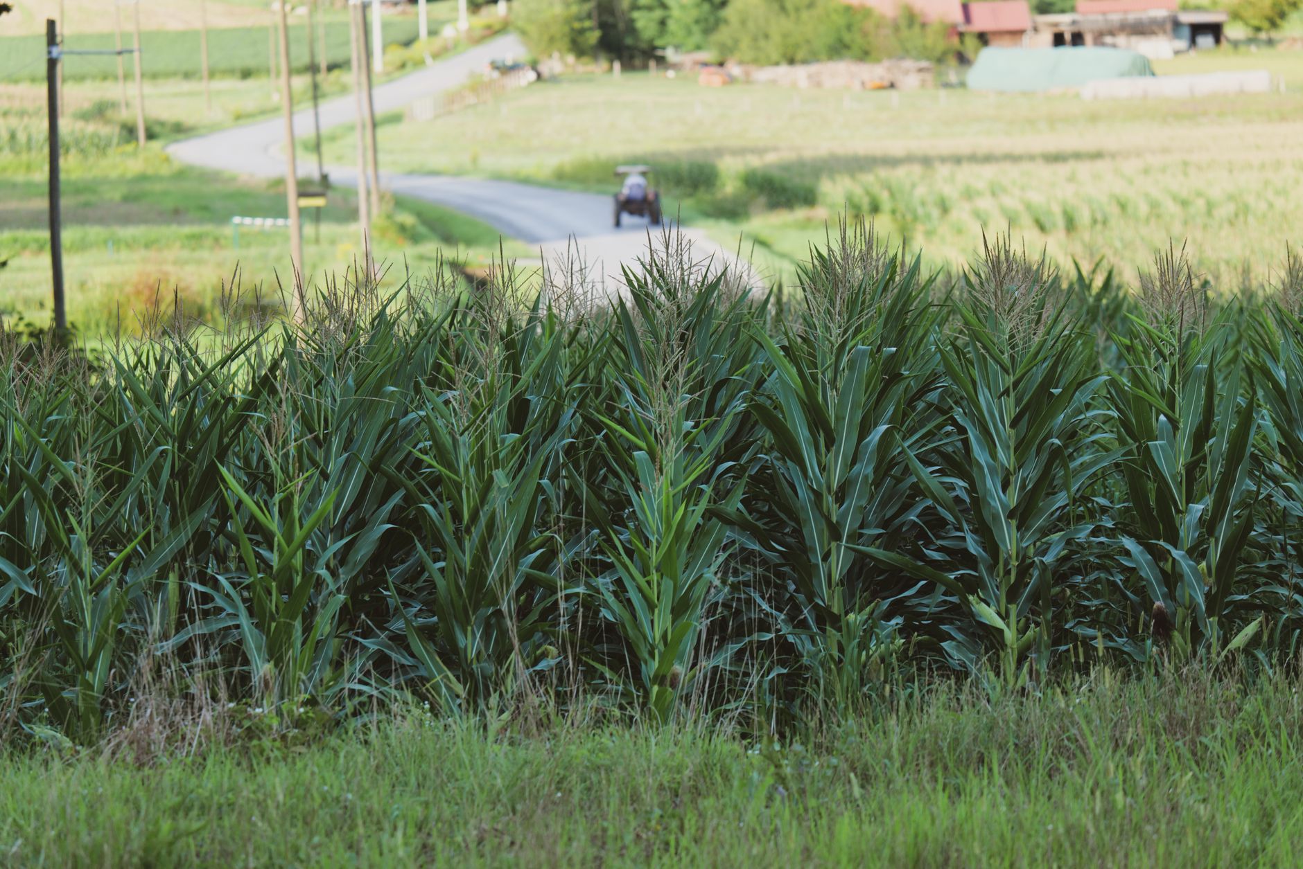 plants in a field