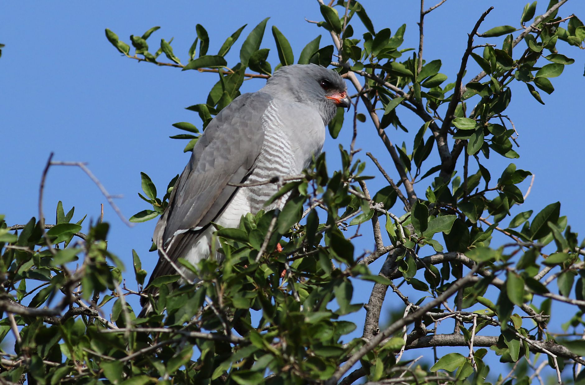 gabar goshawk perched on a branch in south africa