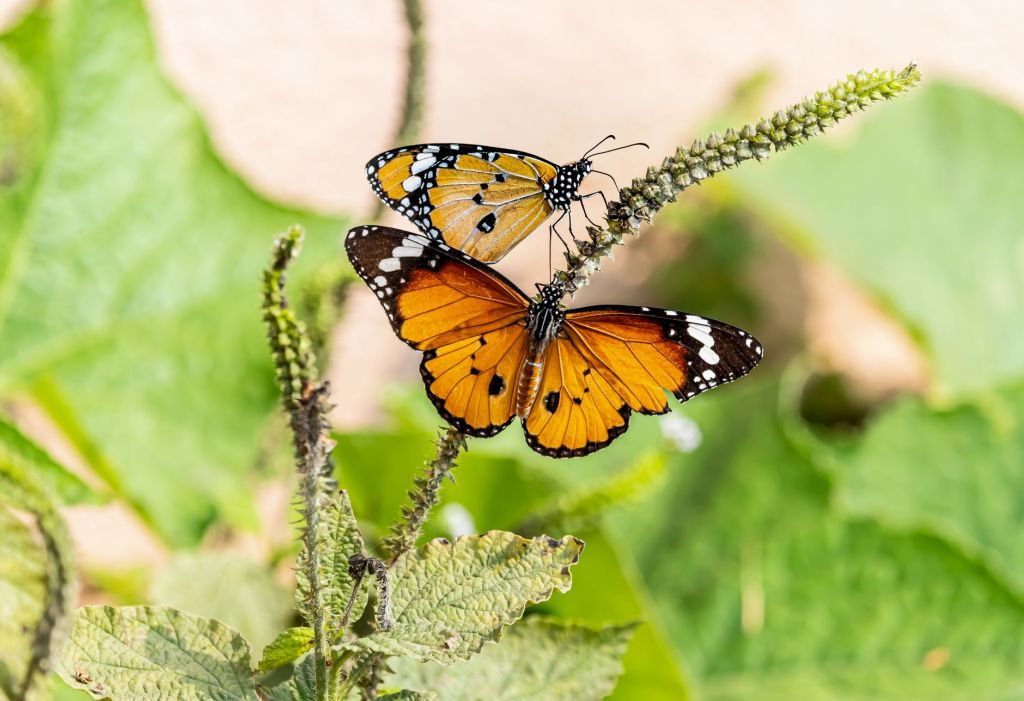 butterflies on green plant