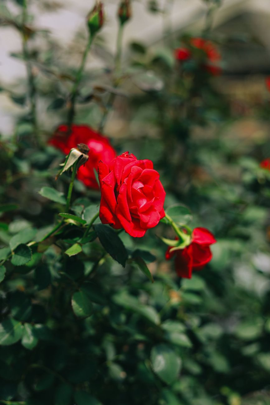 close up of red rose shrub in the garden