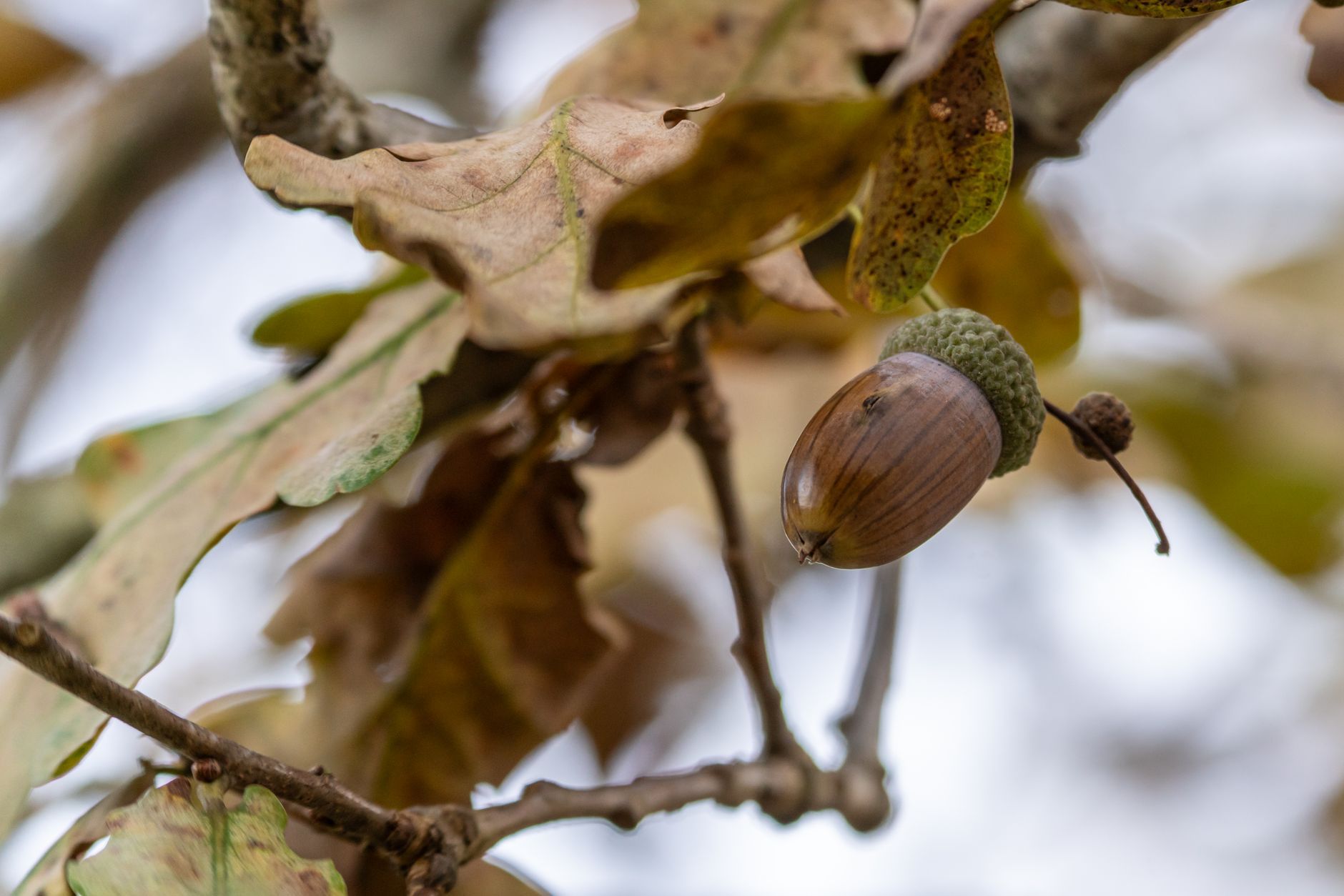 close up shot of an acorn on oak tree branch